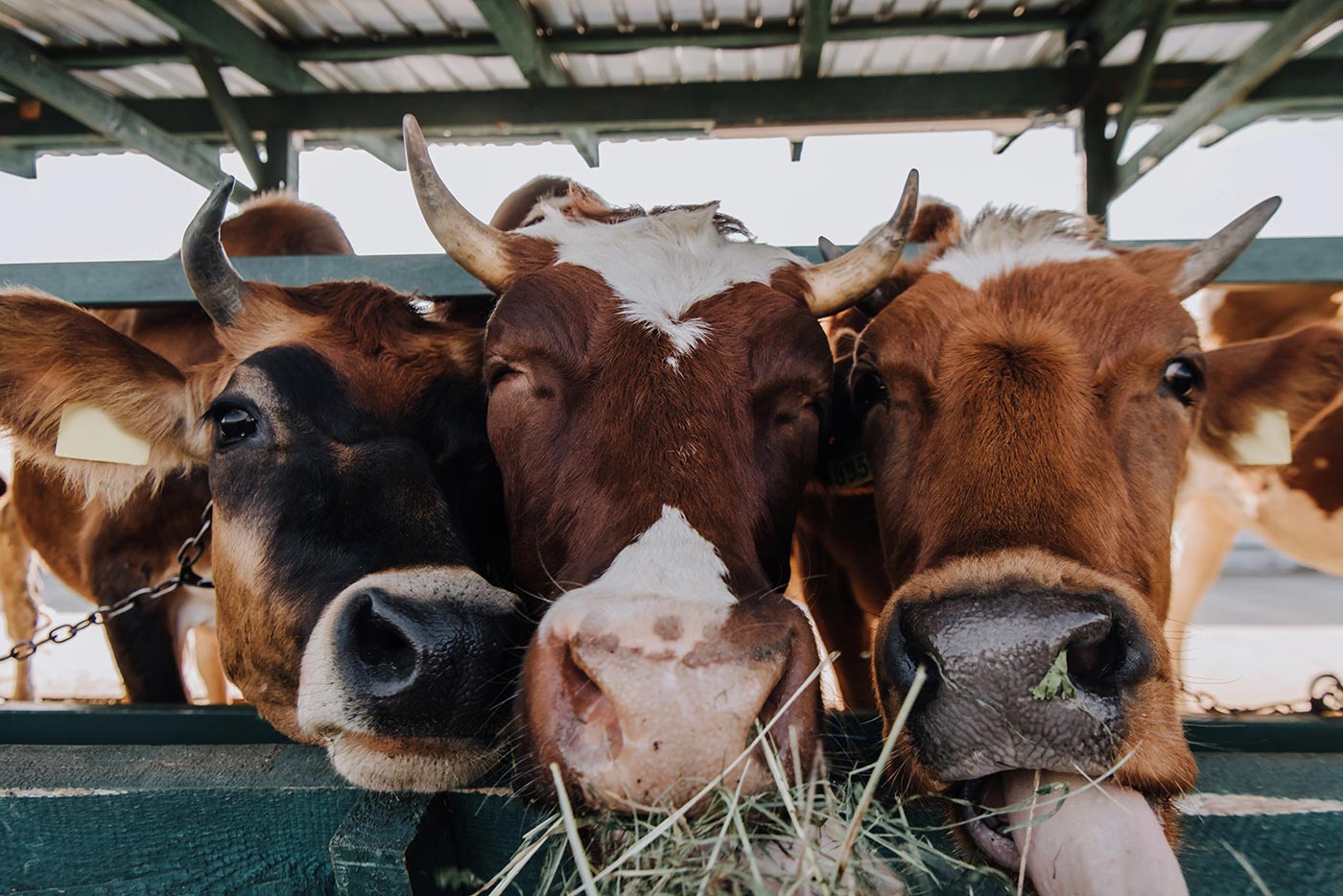 Three Cows in a Barn. Here Come the Meatheads: The Resurgence of Beef Tallow in Skincare (and Why It Falls Short of Science-based Formulations)